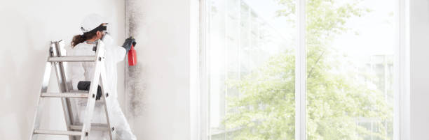 Best Basement Mold Removal  in Granite Shoals, TX